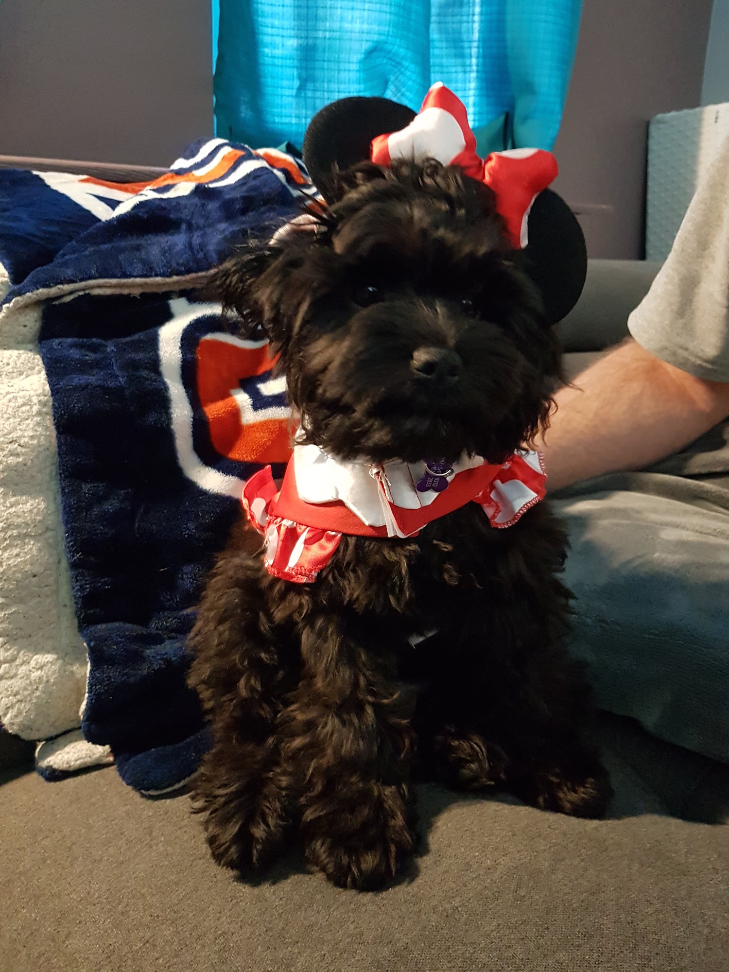 Pawcasso Pet Salon North Bay