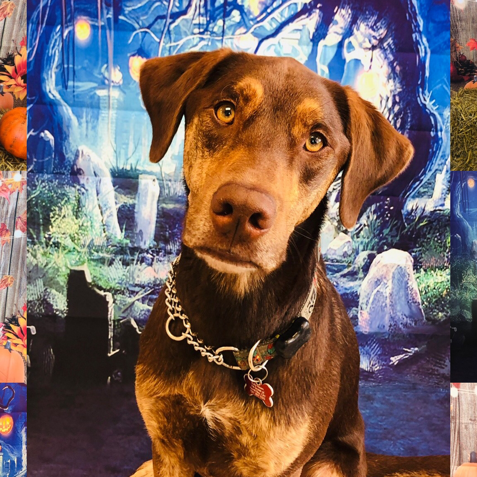 Pet Grooming By Kelly North Bay