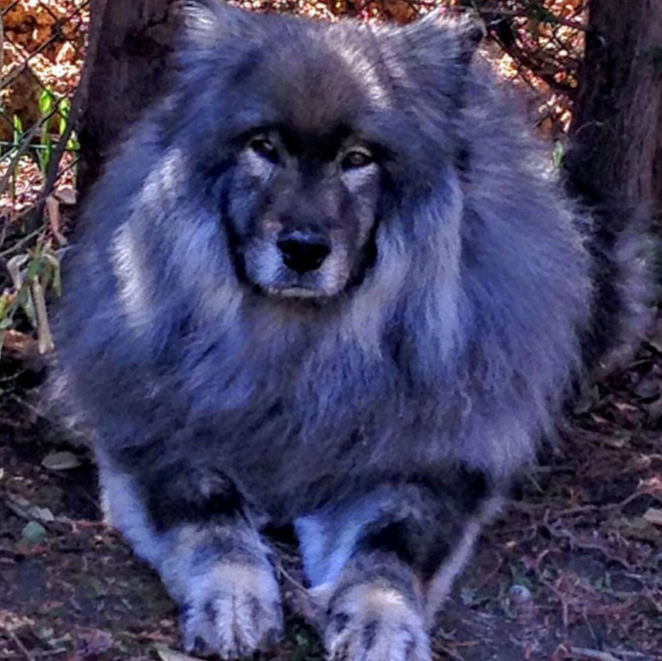 The Groom Room All-Breed Pet Grooming Inc, since 1990 North York