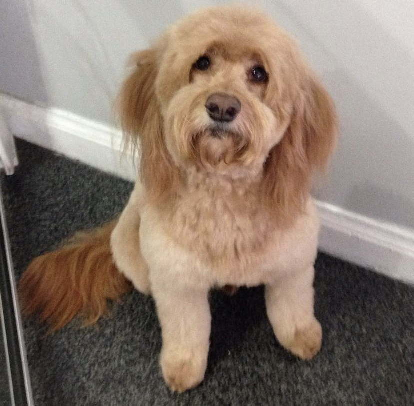 The Pooch Parlor Inc North York