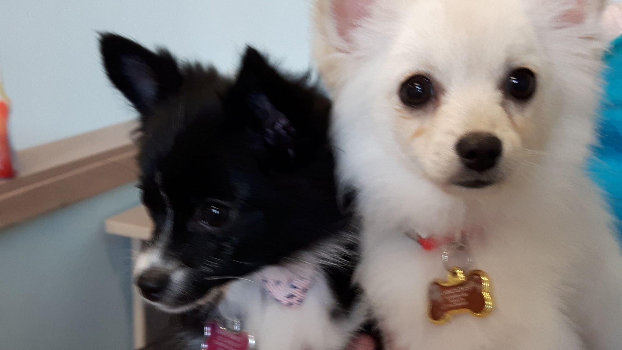 Fab Fido Dog Grooming Spaw North York