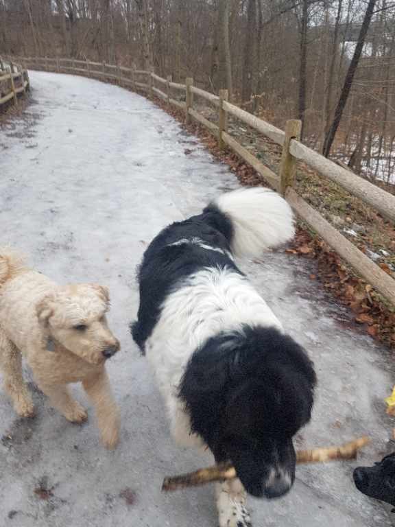 The Bark Zone North York