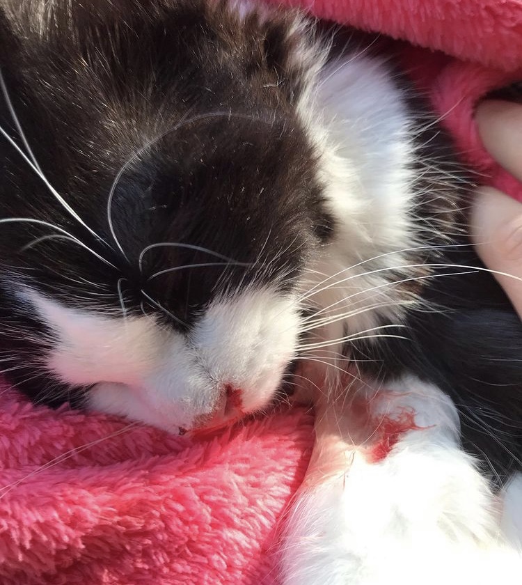 Toronto North Animal Hospital North York