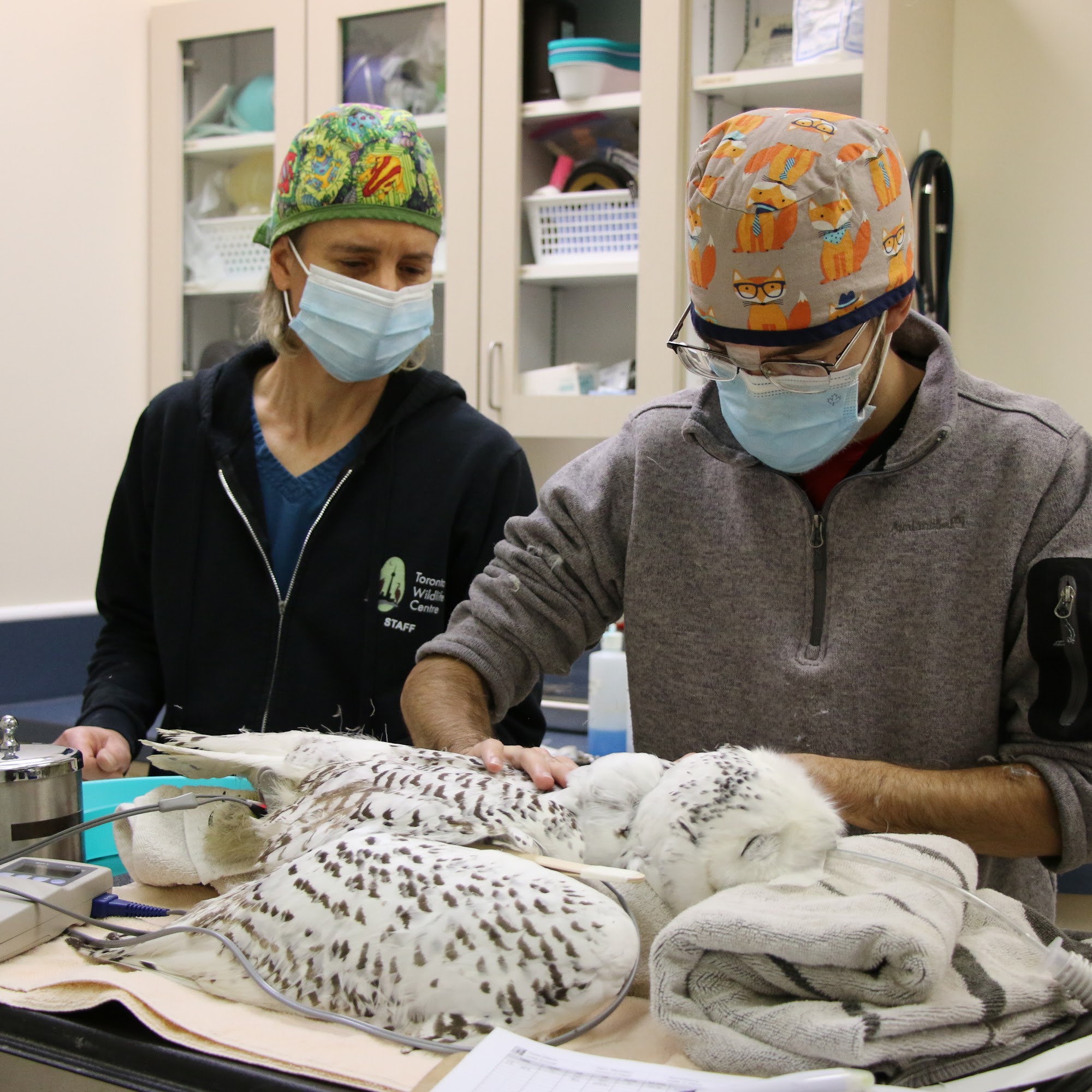 Toronto Wildlife Centre North York