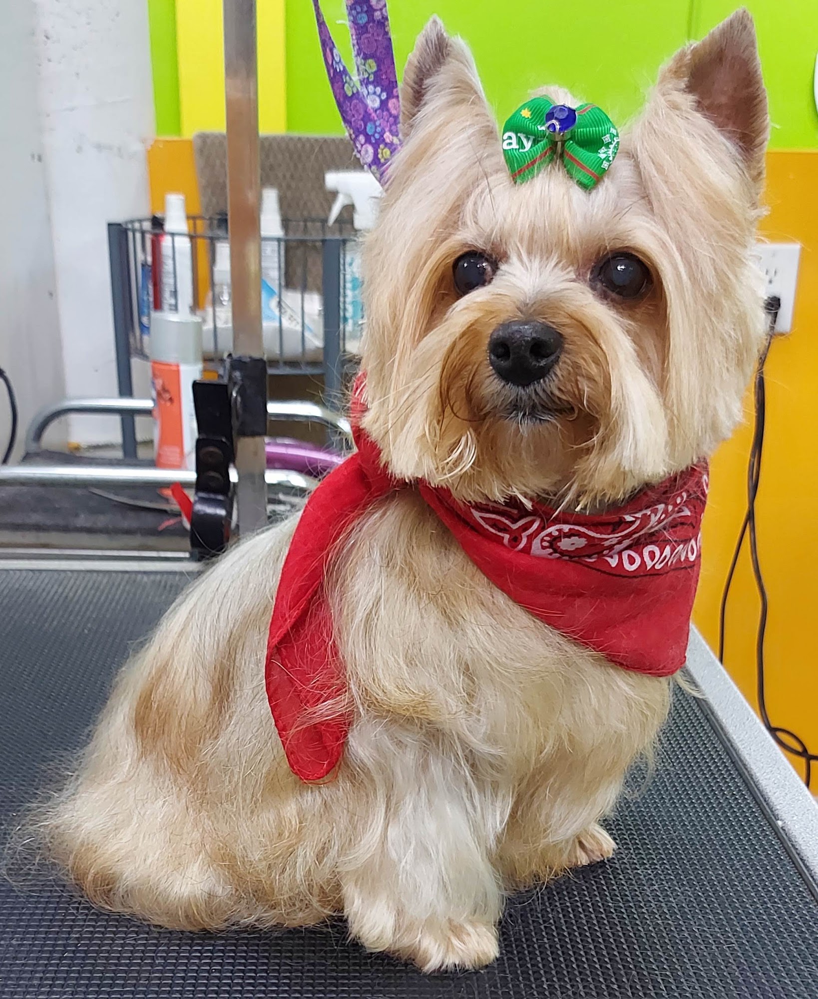 Pet Solutions Canada North York