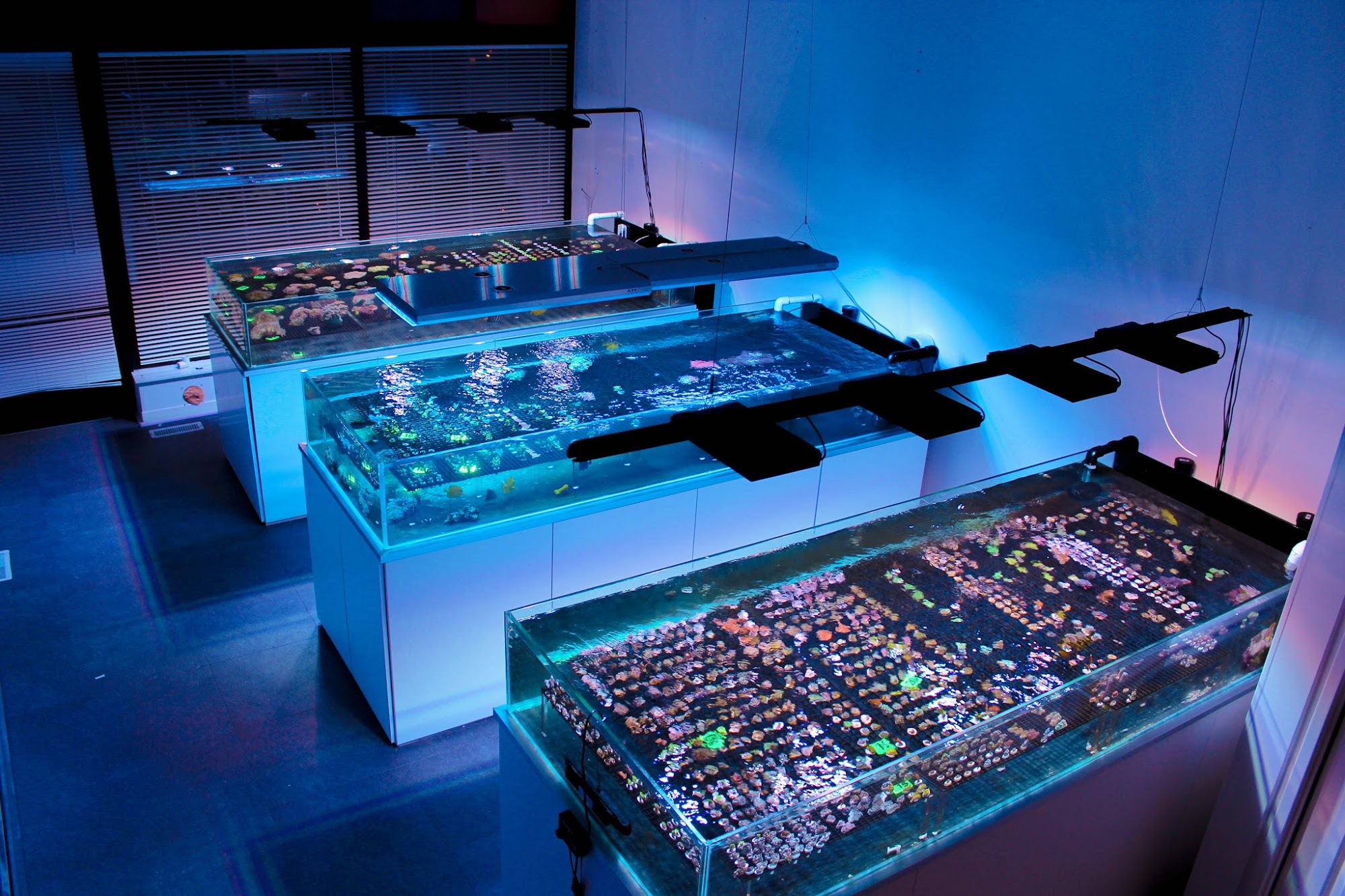 Fragbox Corals North York