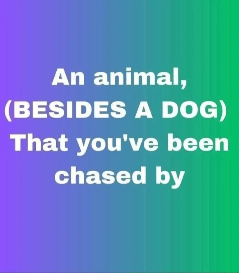 The Dog House Oakville