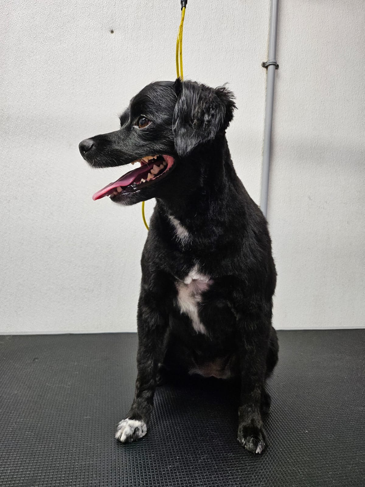 The Dog House Oakville