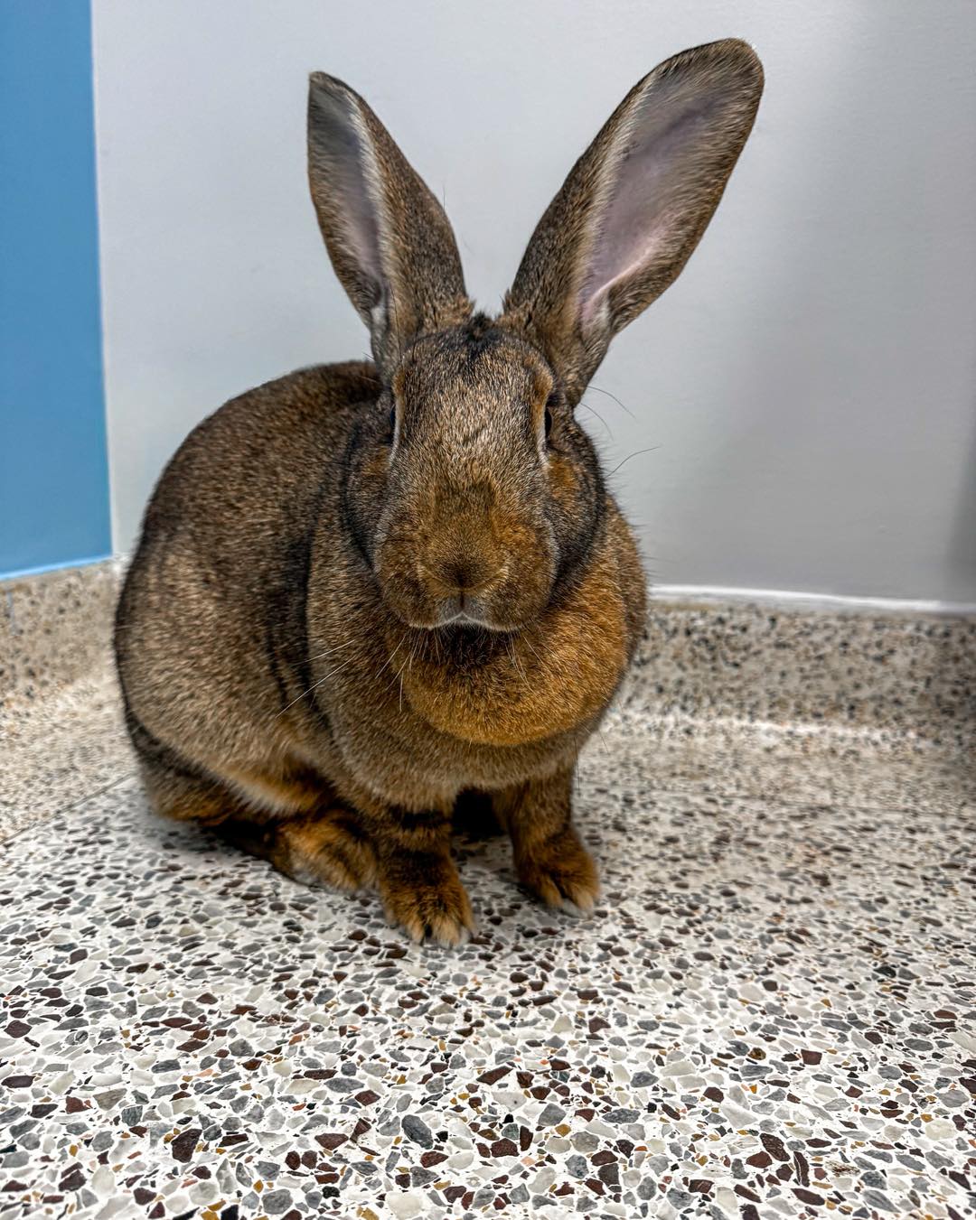 Burloak Animal Hospital Oakville