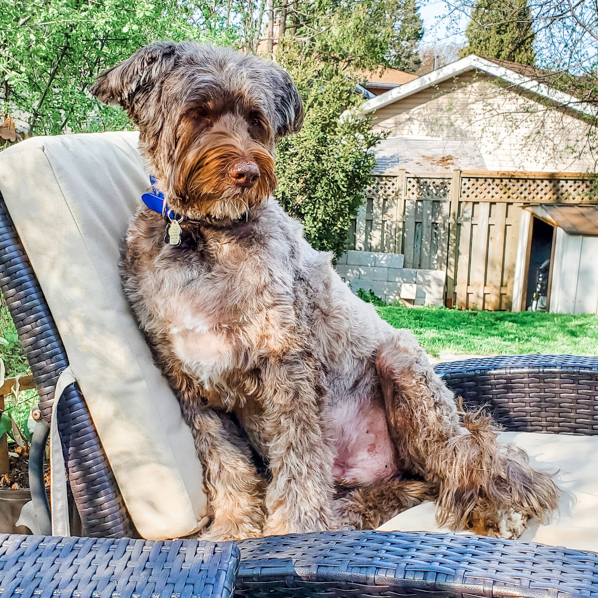 Poochie Spaw Oakville