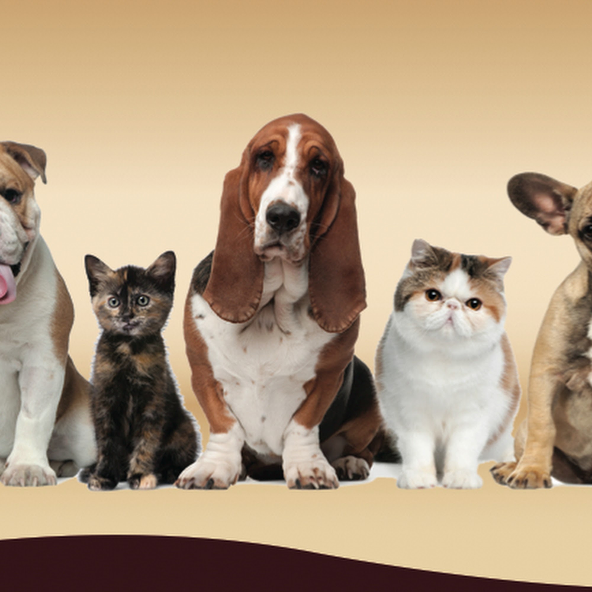 Mimi's Pet Grooming Orillia