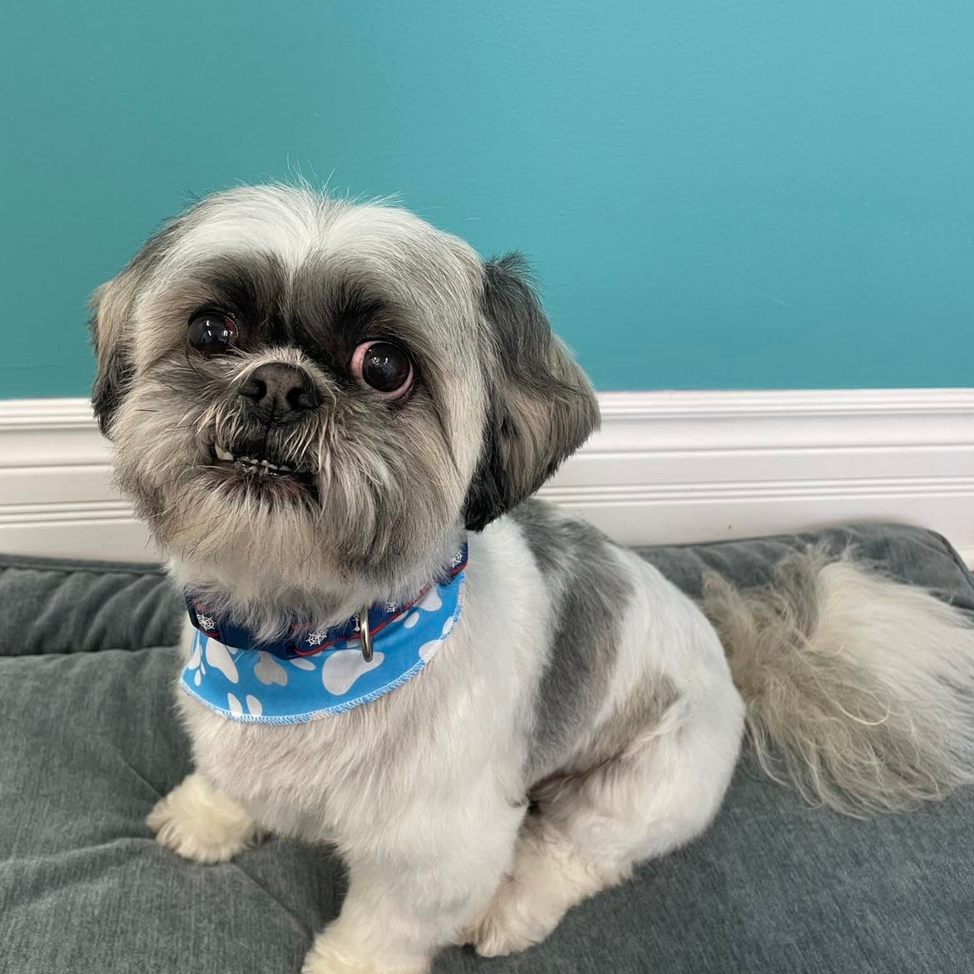 Top Knot Dog Grooming Orillia