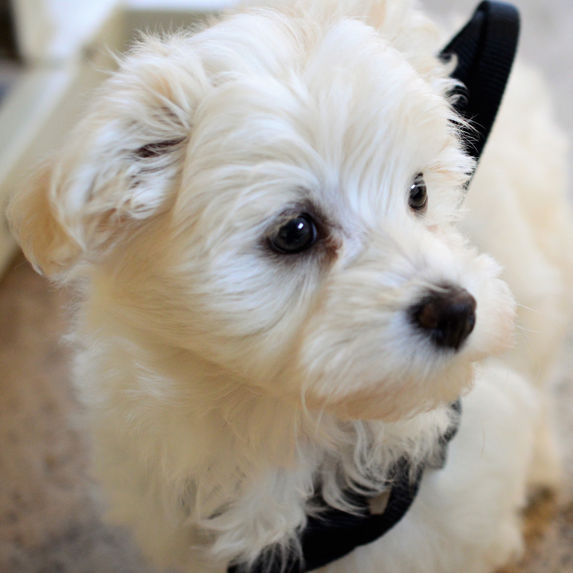 Fur'z-A-Fly'n Orillia