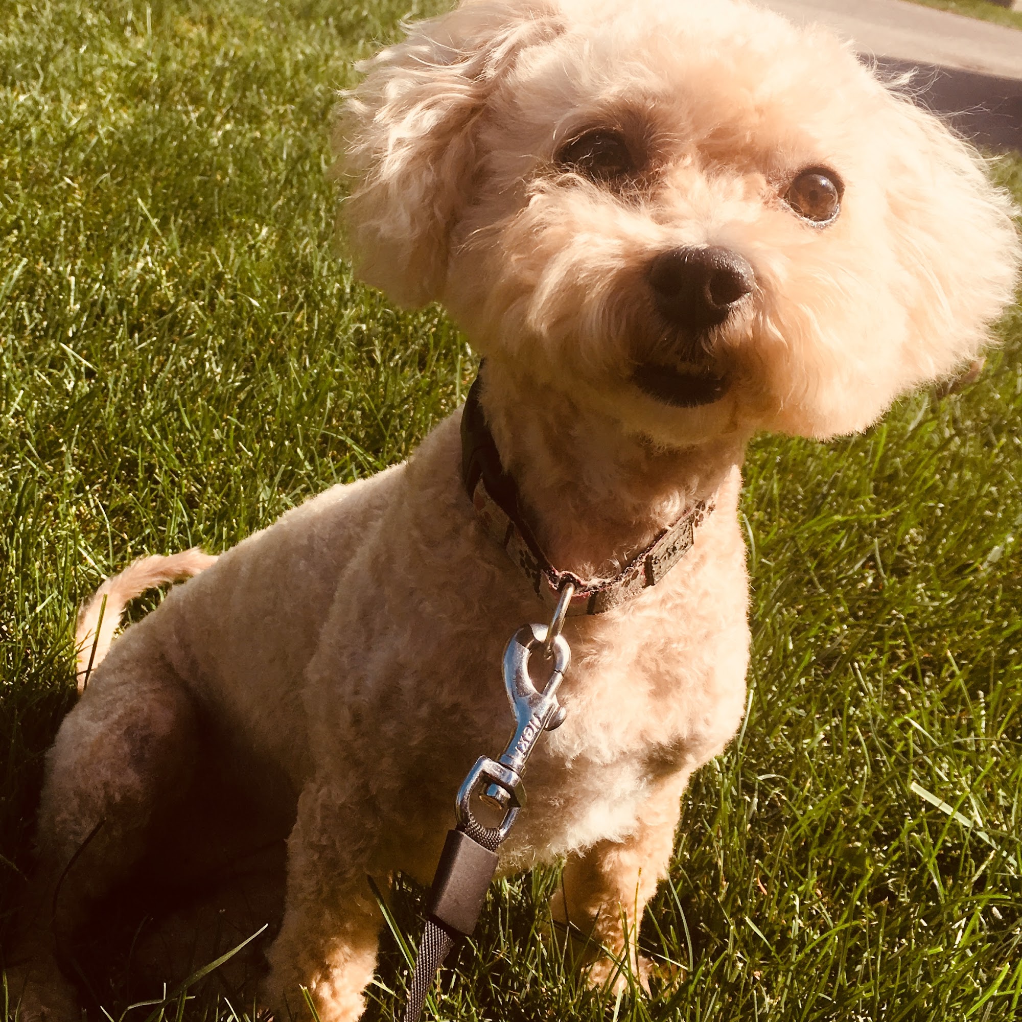 Pennybrooke Professional Pet Groomer Orillia