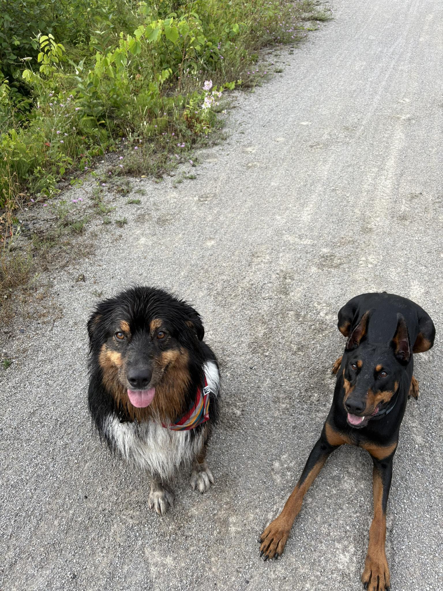 Colborne Street Pet Hospital Orillia