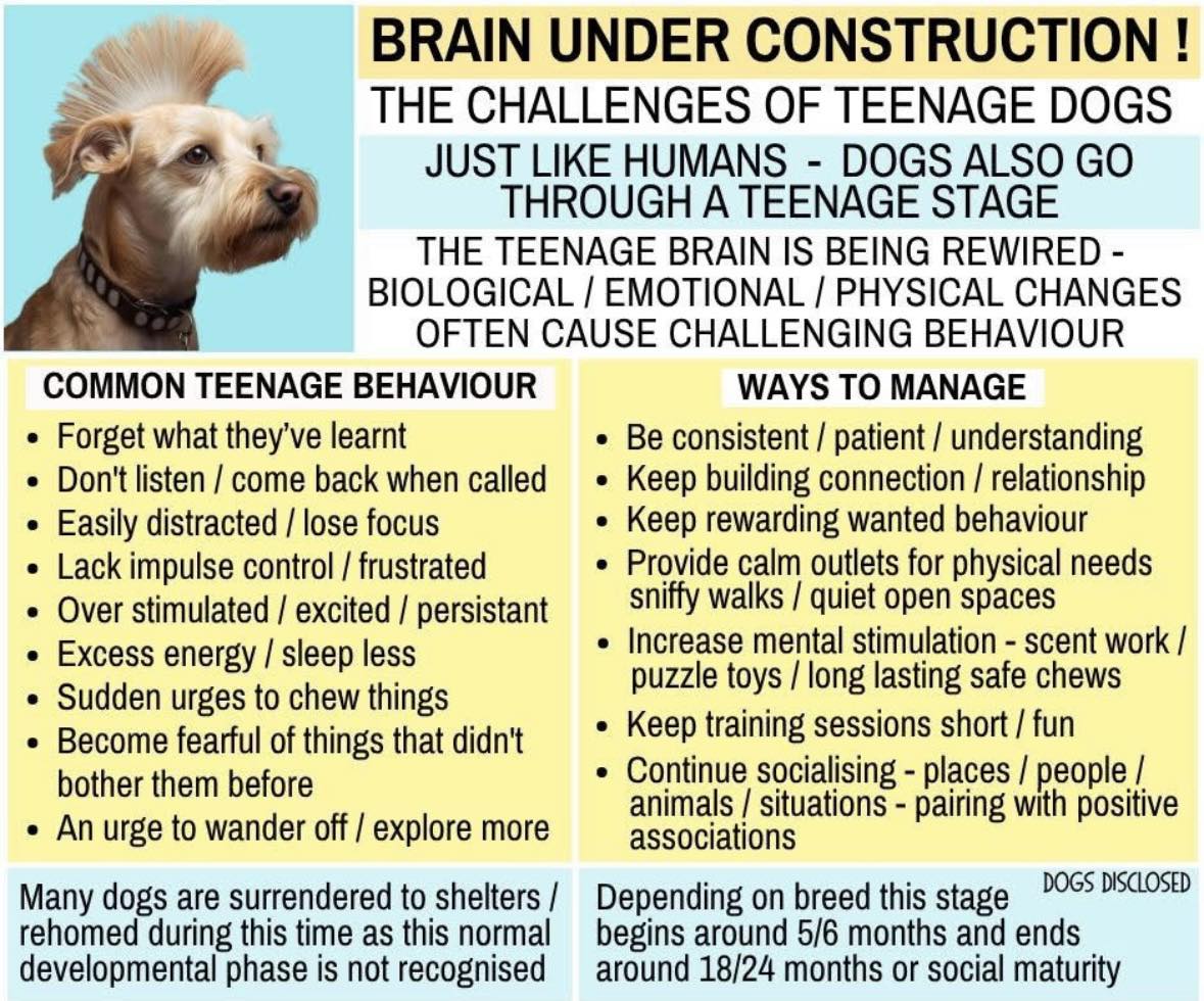 TopDog's Mutt-e-Ssori Orillia