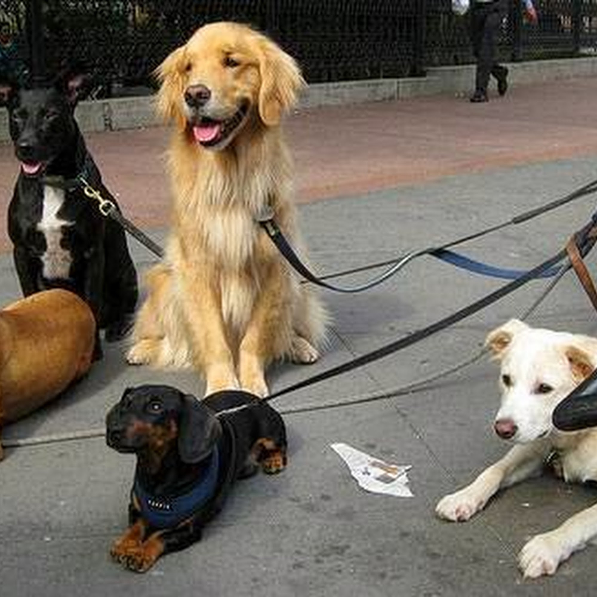 Pawsitive Pet Care Orleans