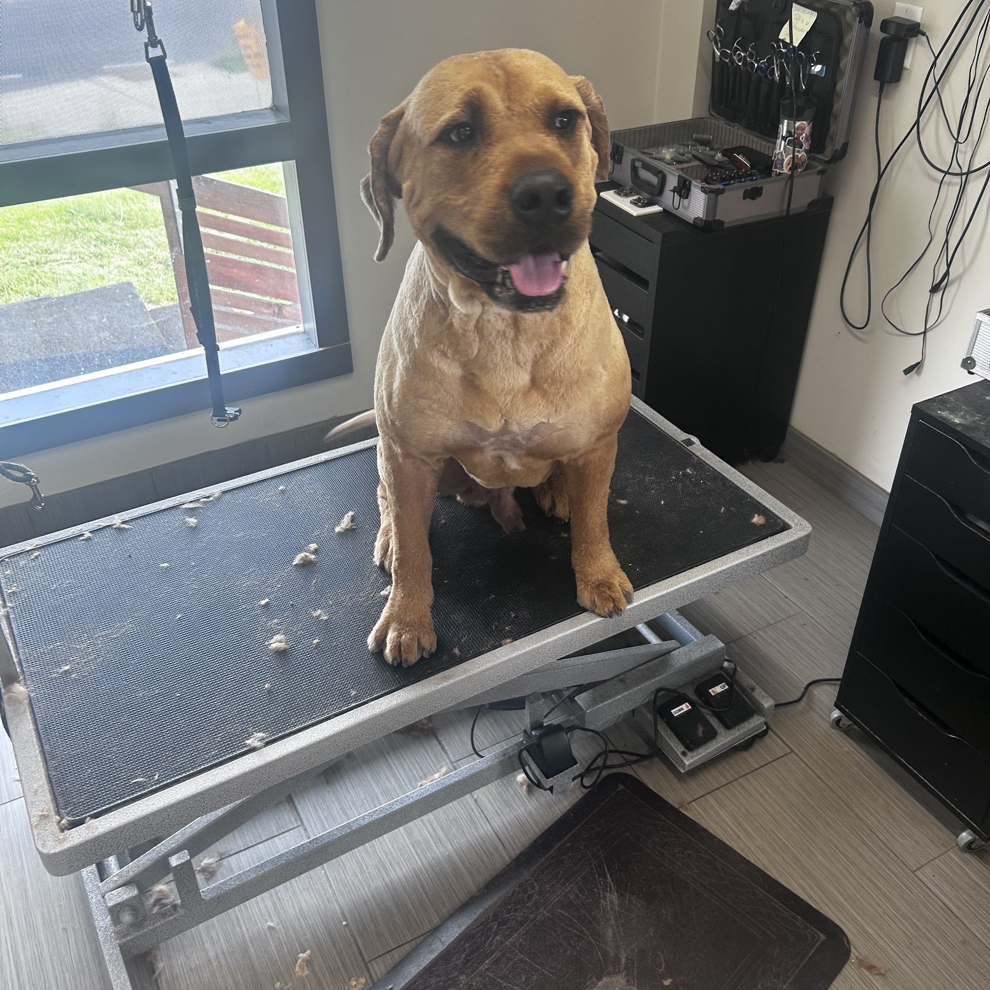 Orleans Pet Spa Orleans