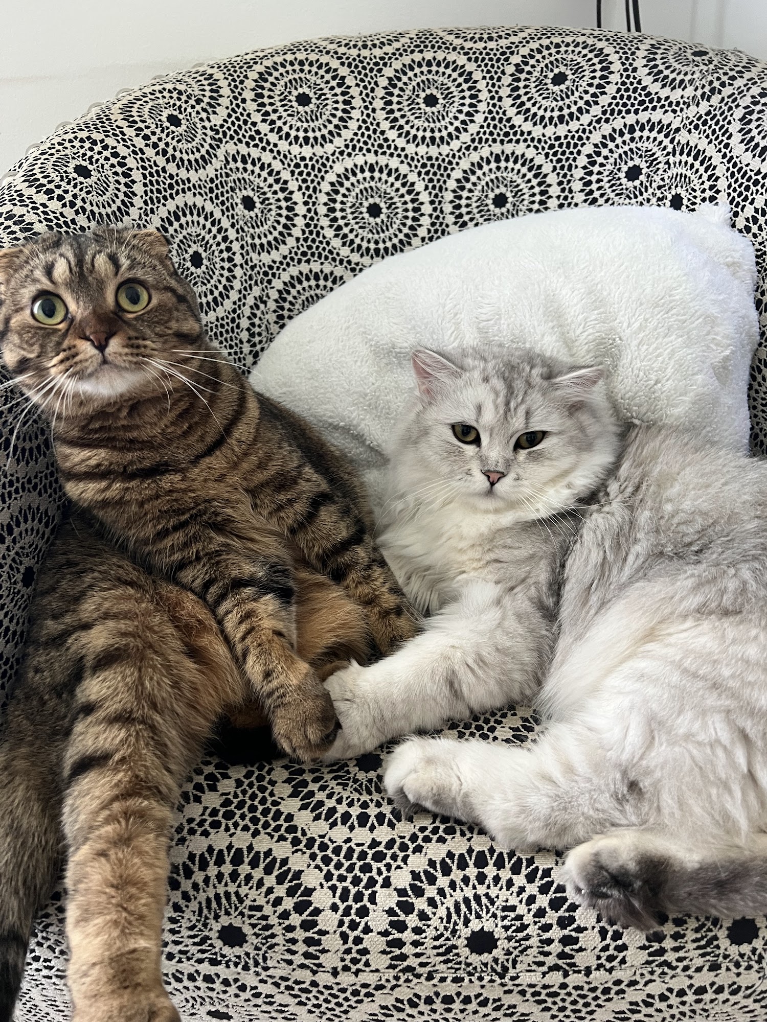 Touch of a Paw Spa Oshawa