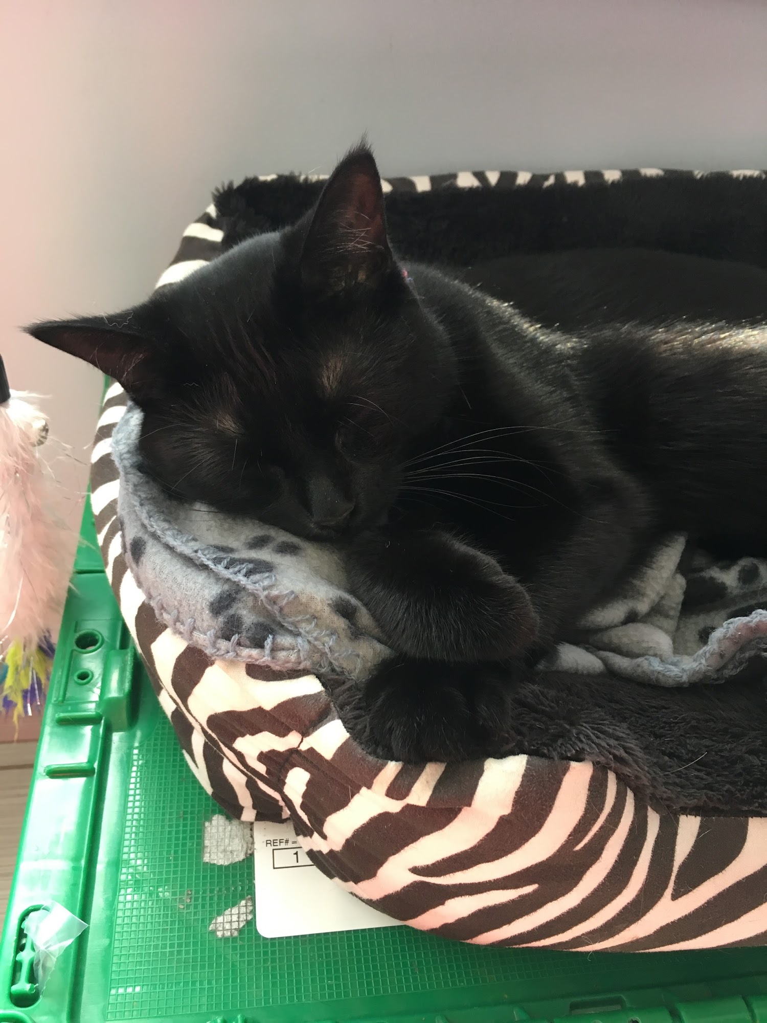 Bloor Street Animal Hospital Oshawa