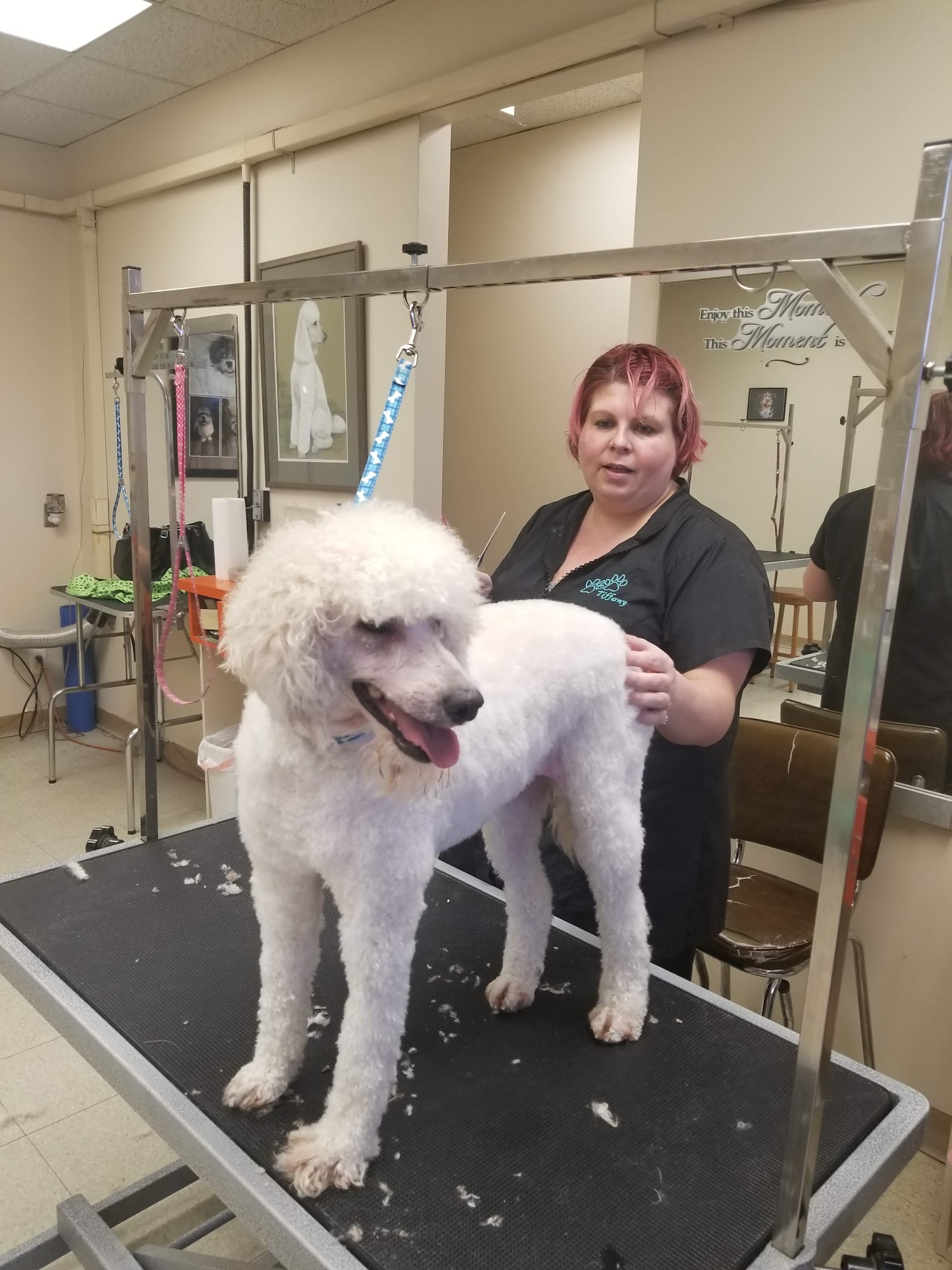 Kit 'N' Ka-Poodle Oshawa
