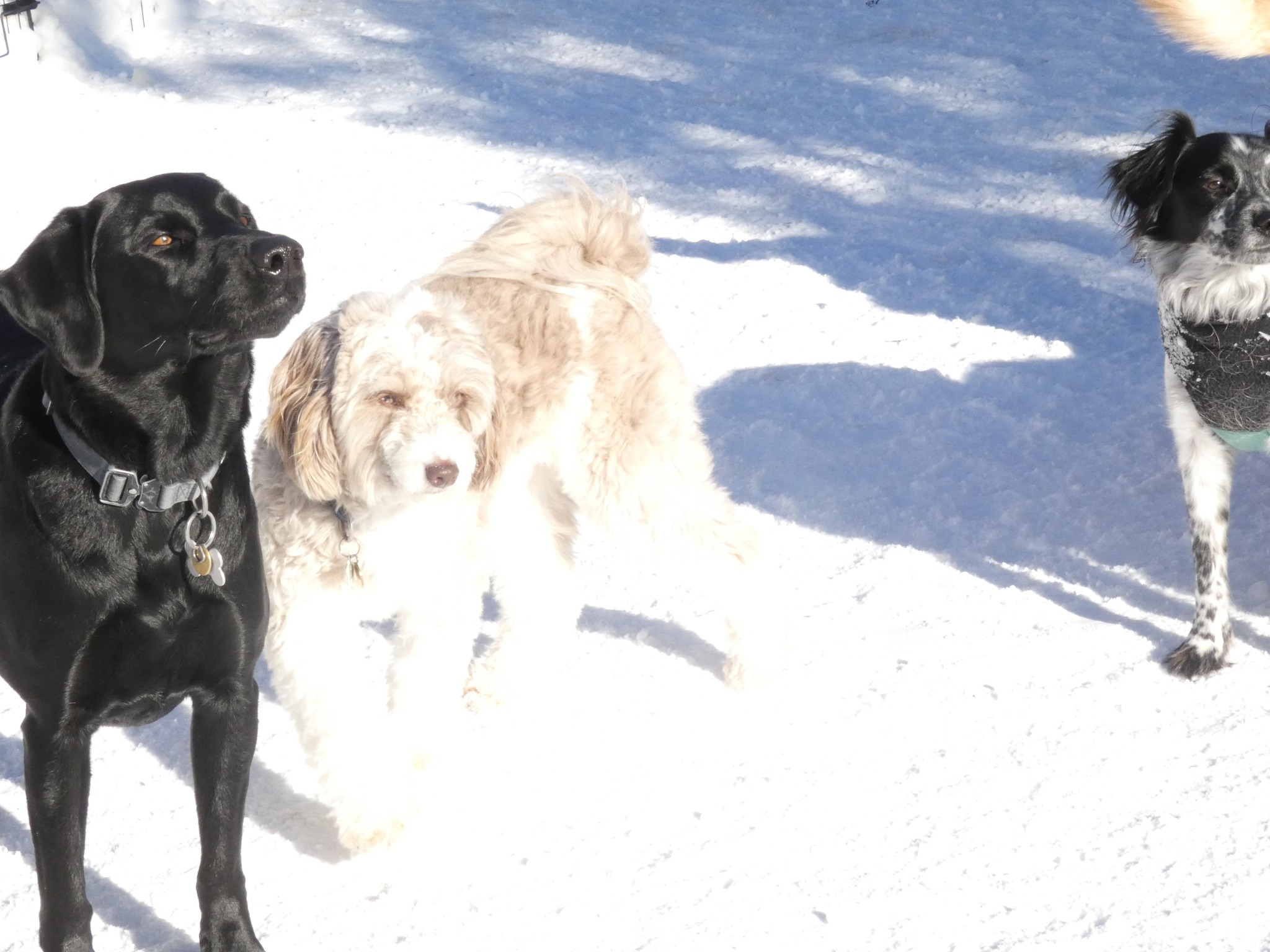 Mutts n Pups Doggy Daycare Ottawa