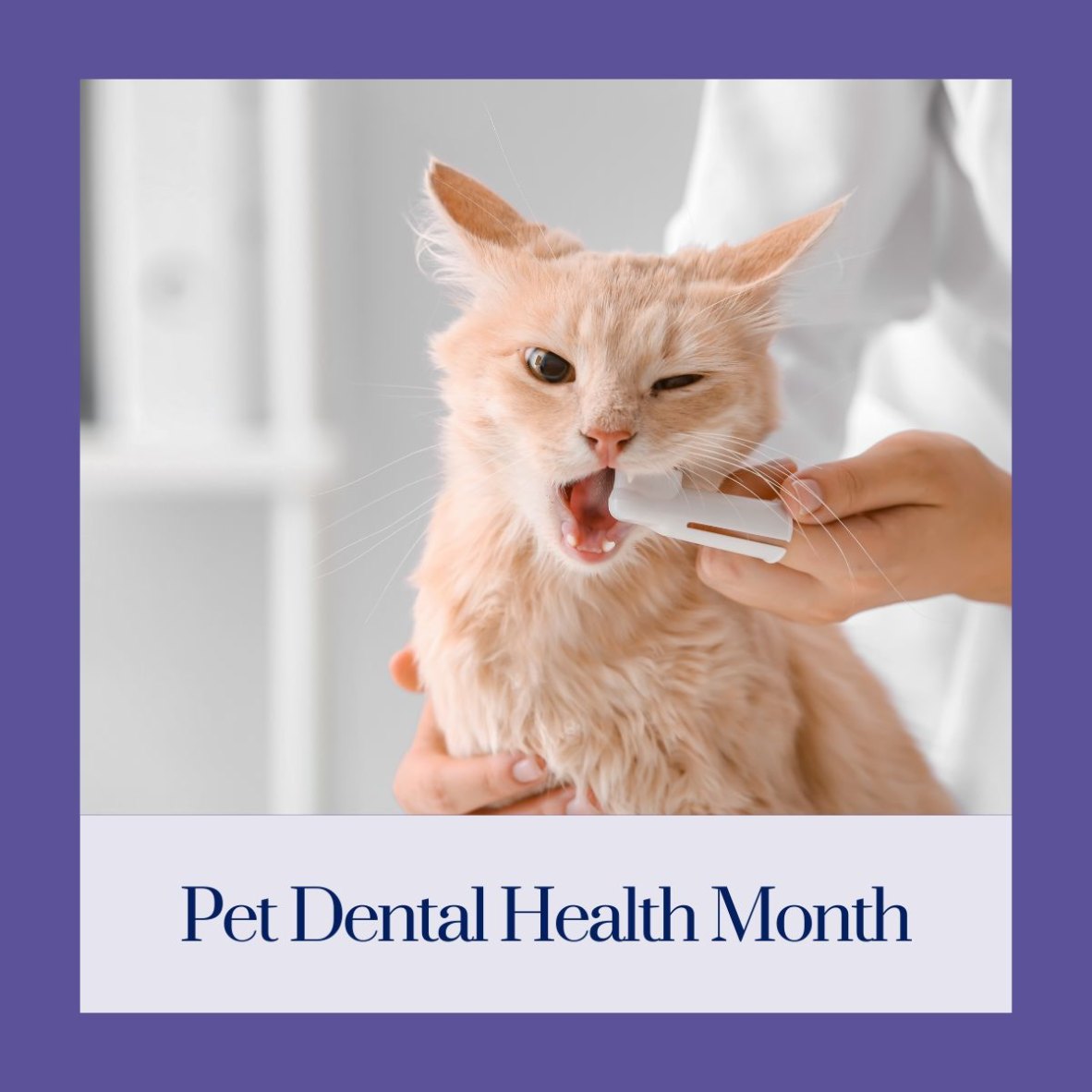 The Pampered Pet Ottawa