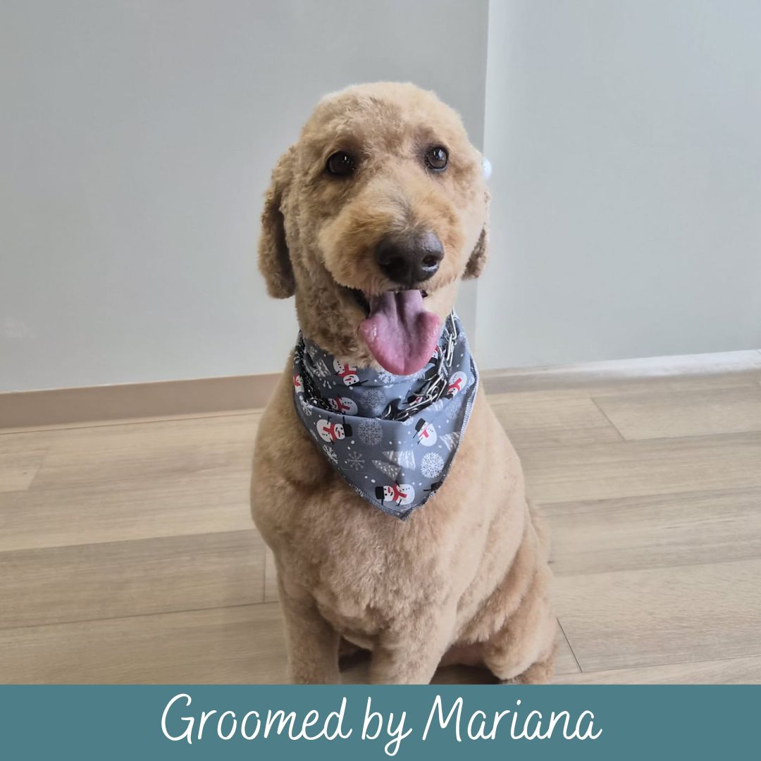 The Barking Barber Ottawa