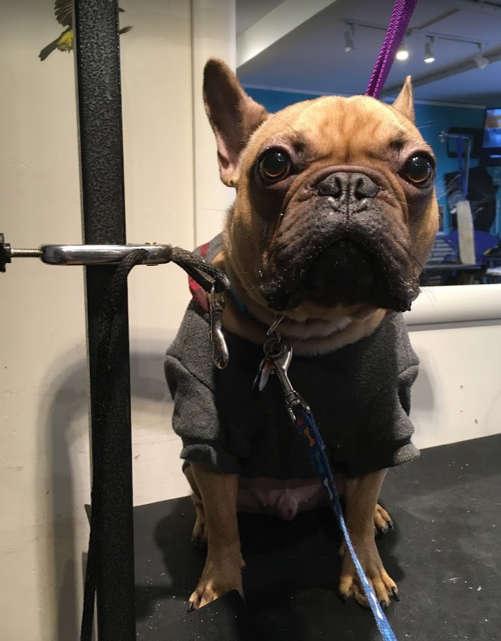 Furry Friends Spa and Daycare Ottawa