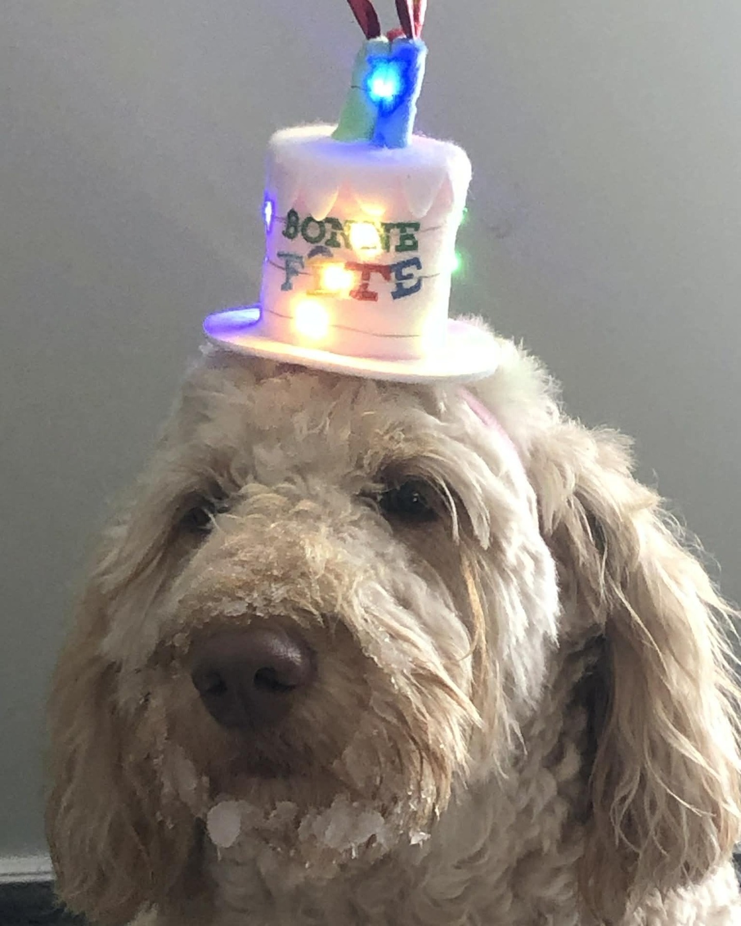 Carling Animal Hospital Ottawa