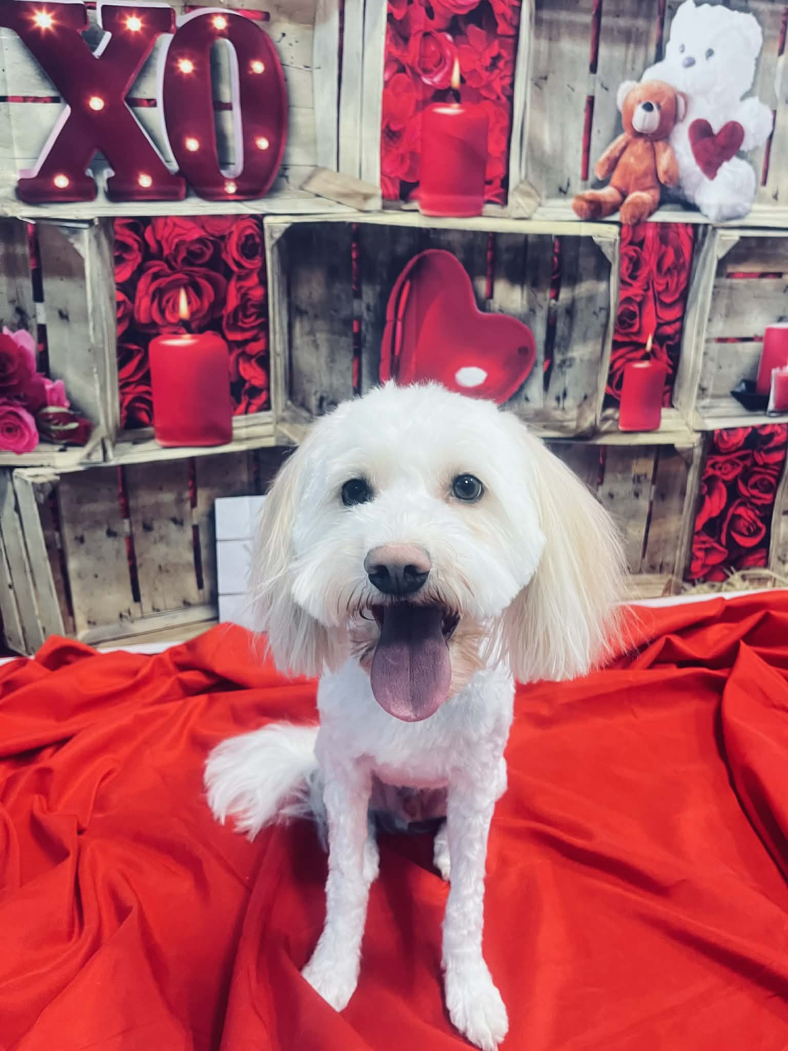 Bark Avenue Pet Spa Ottawa