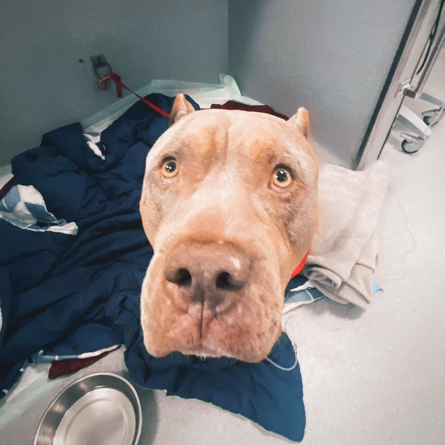 Animal Emergency & Specialty Hospital Ottawa