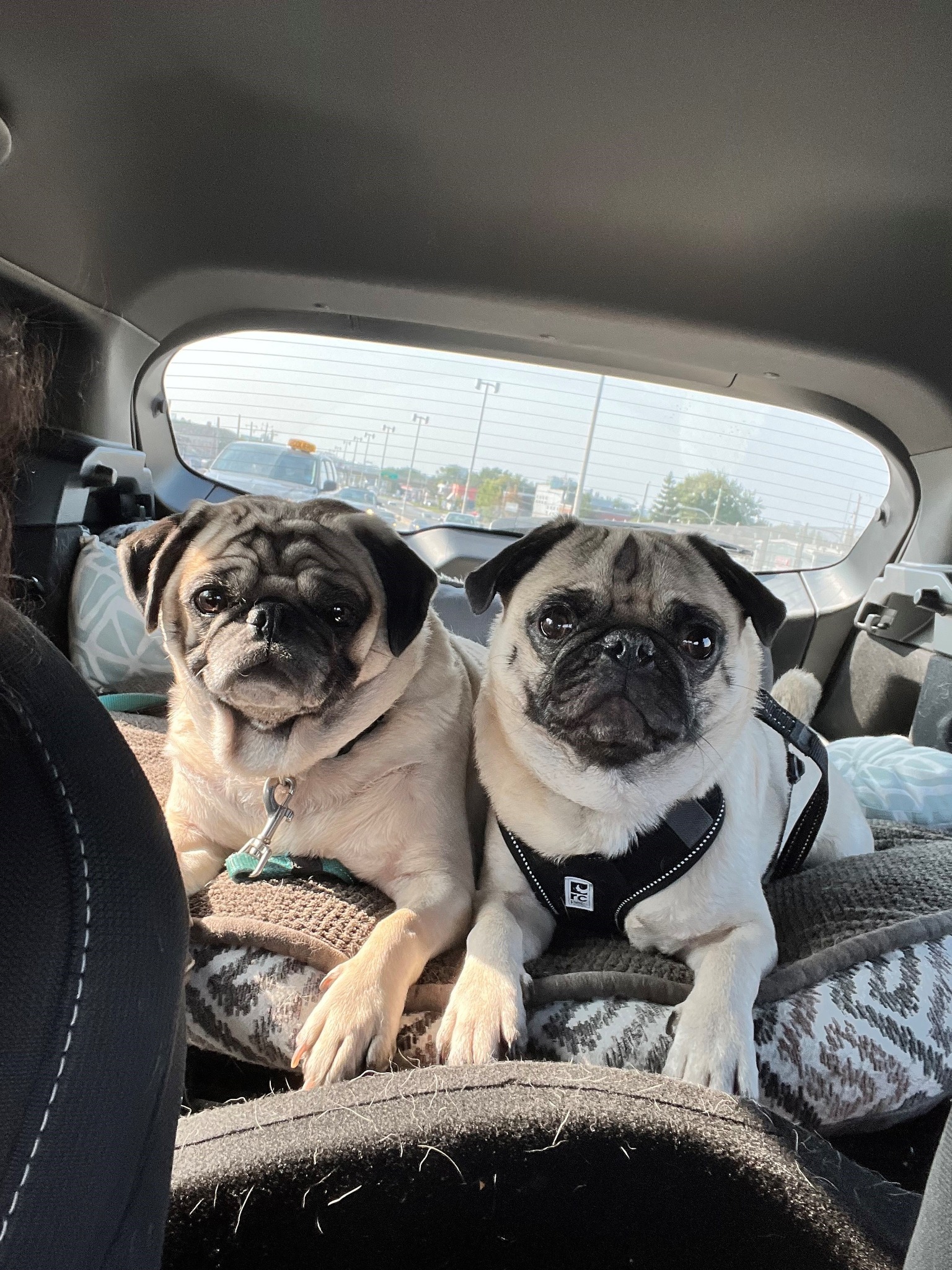 VCA Canada Alta Vista Animal Hospital Ottawa