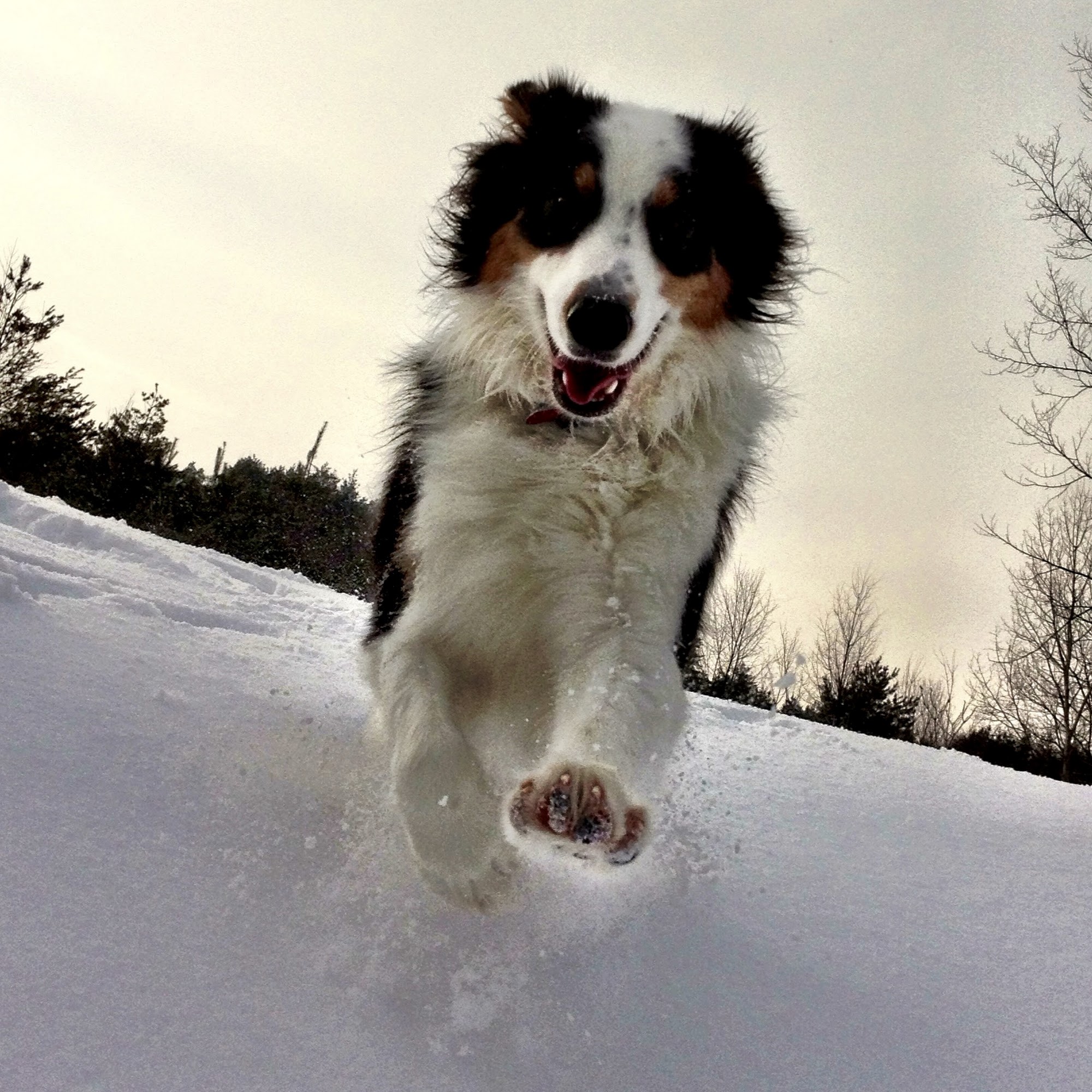 Happy Doggie Dog Walking Ottawa