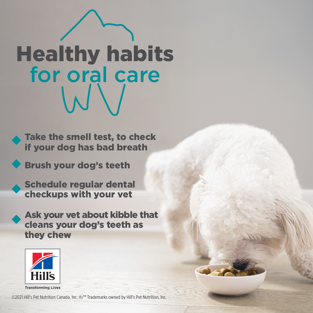 Lansdowne Animal Hospital Ottawa