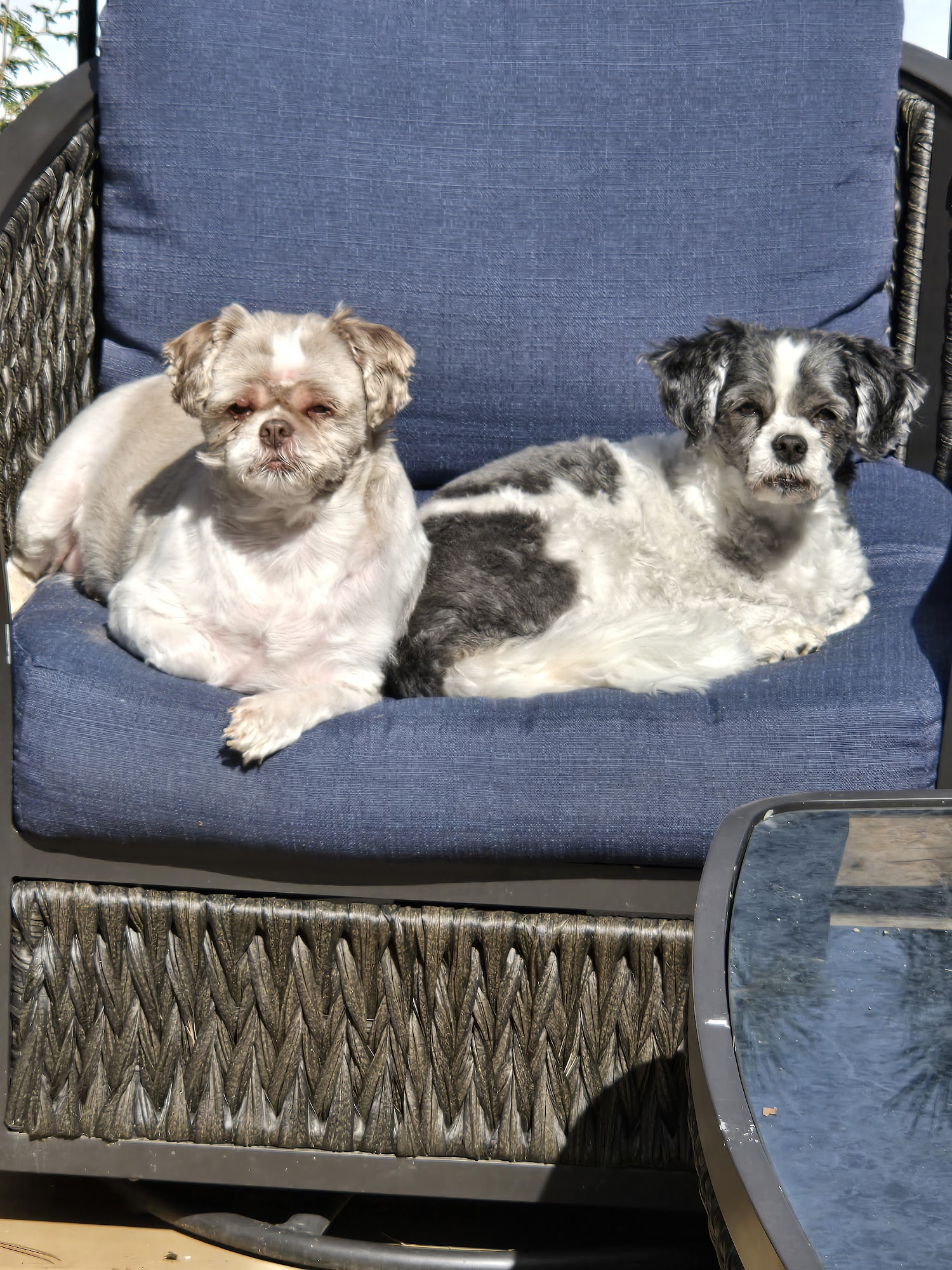 Lansdowne Animal Hospital Ottawa