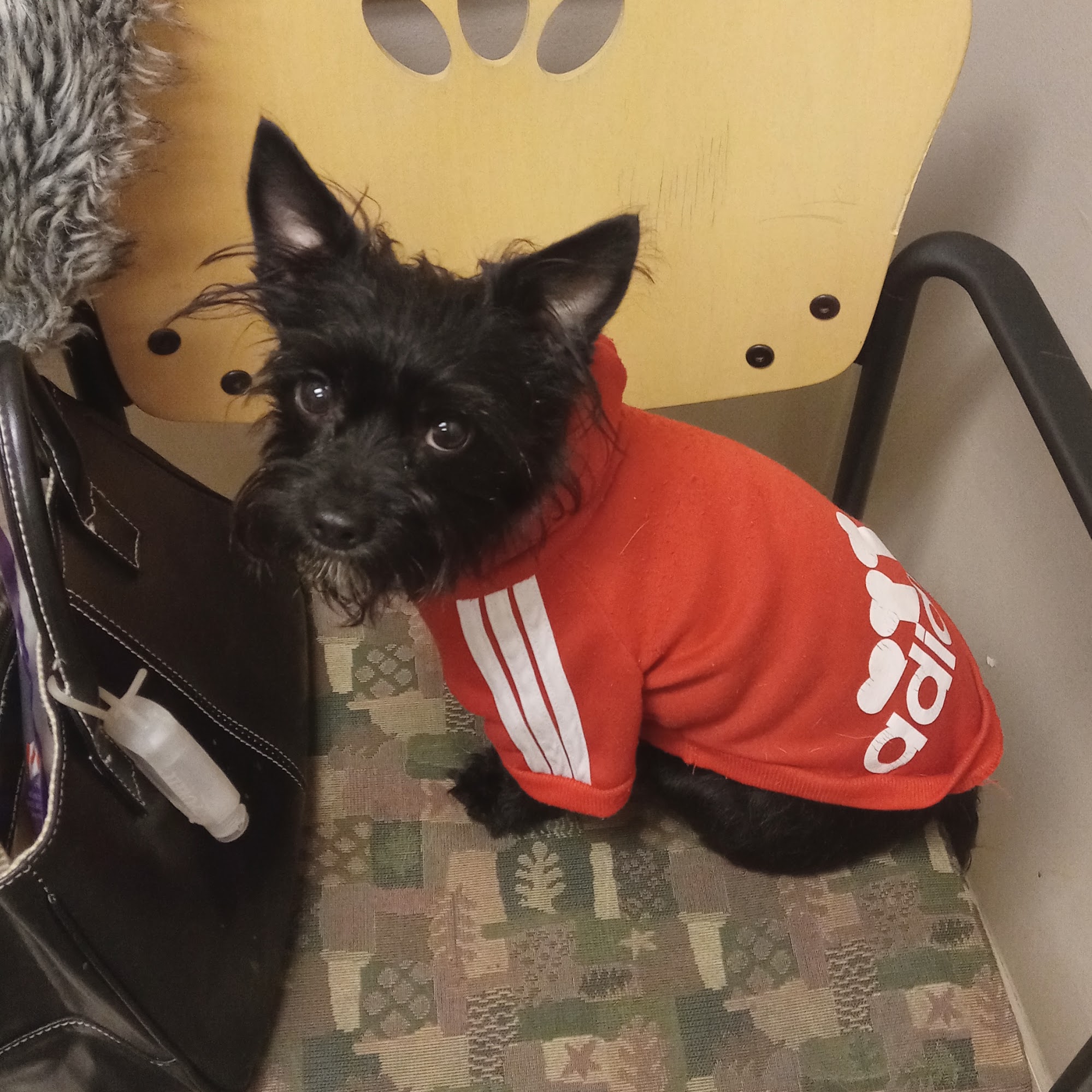 VCA Canada Bayview Animal Hospital Ottawa