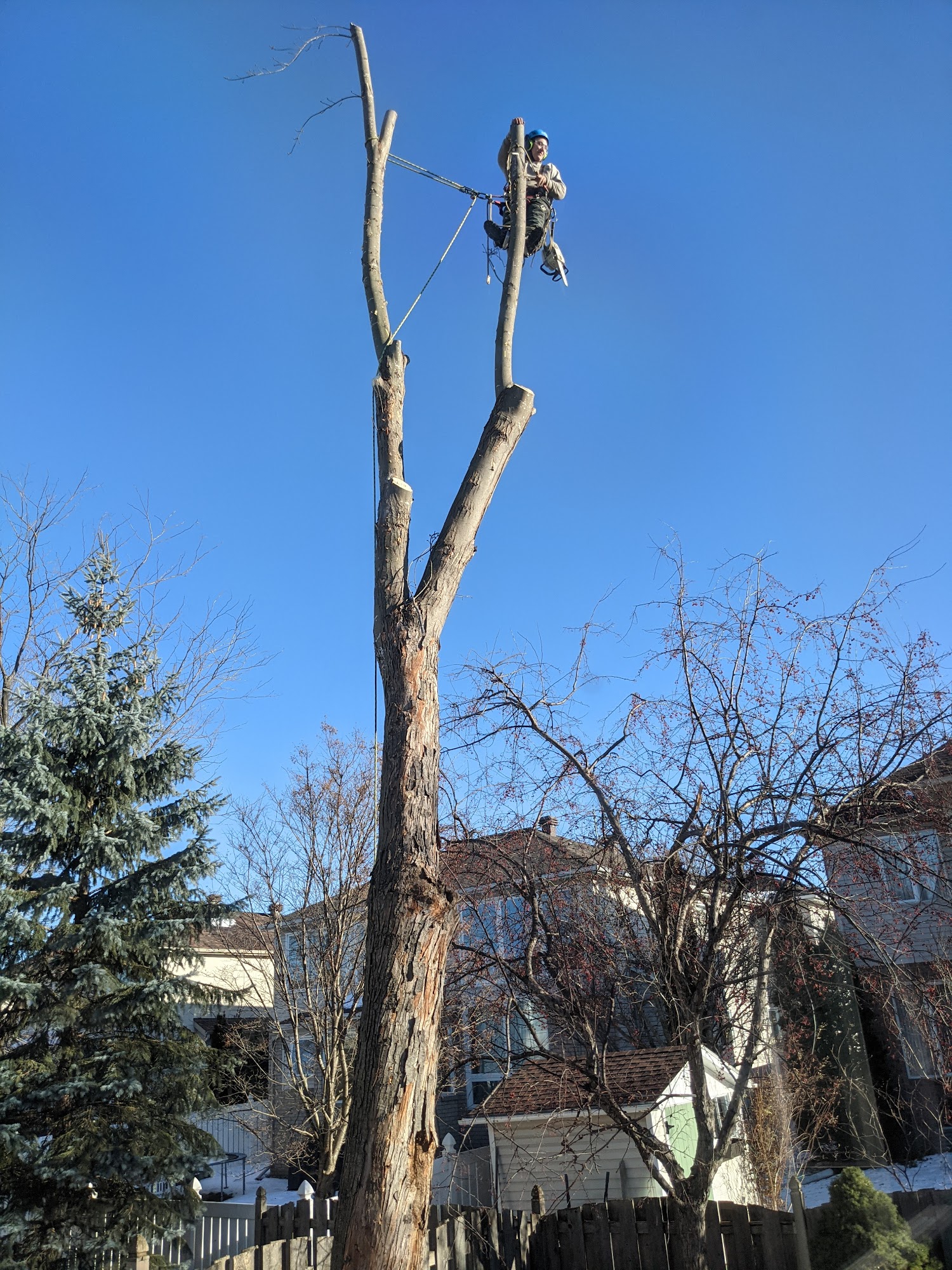 Climbing Bear Tree Care