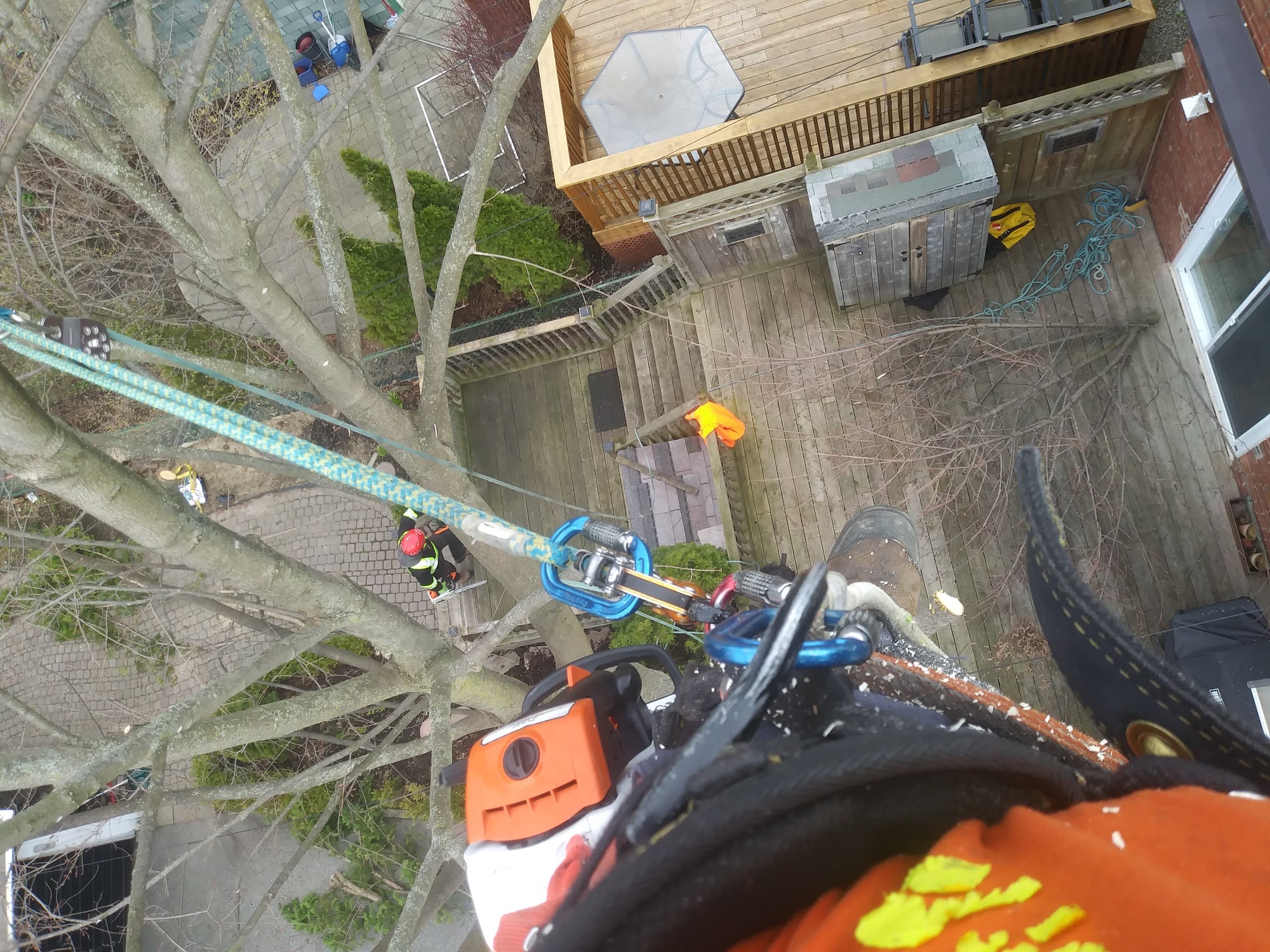 Climbing Bear Tree Care