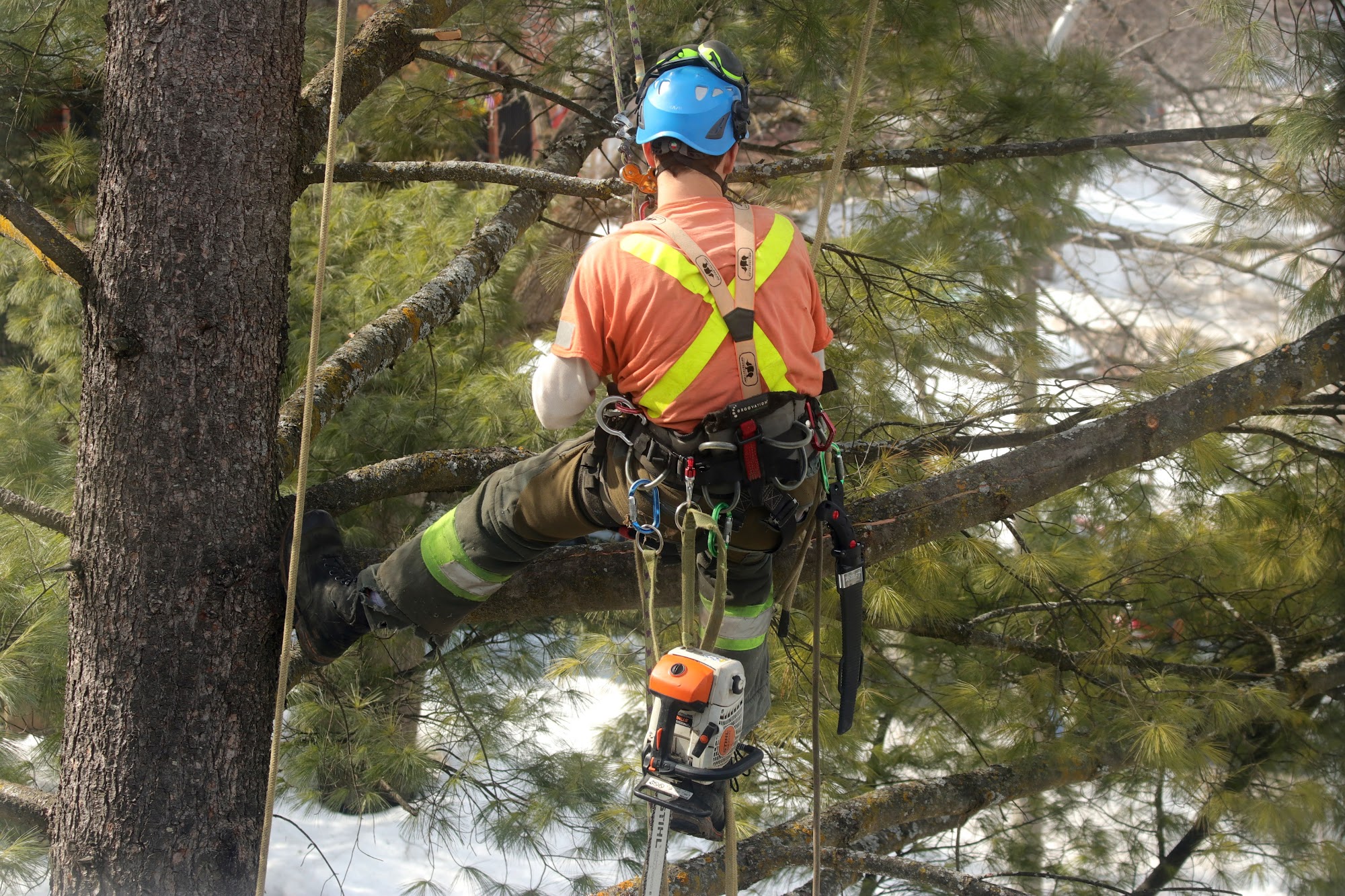 Climbing Bear Tree Care