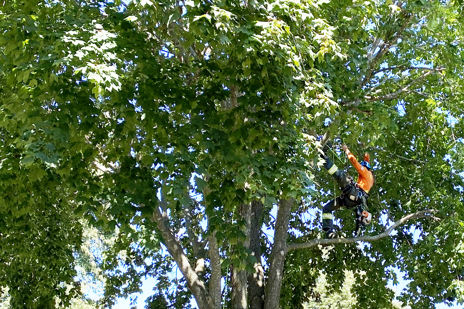 Climbing Bear Tree Care
