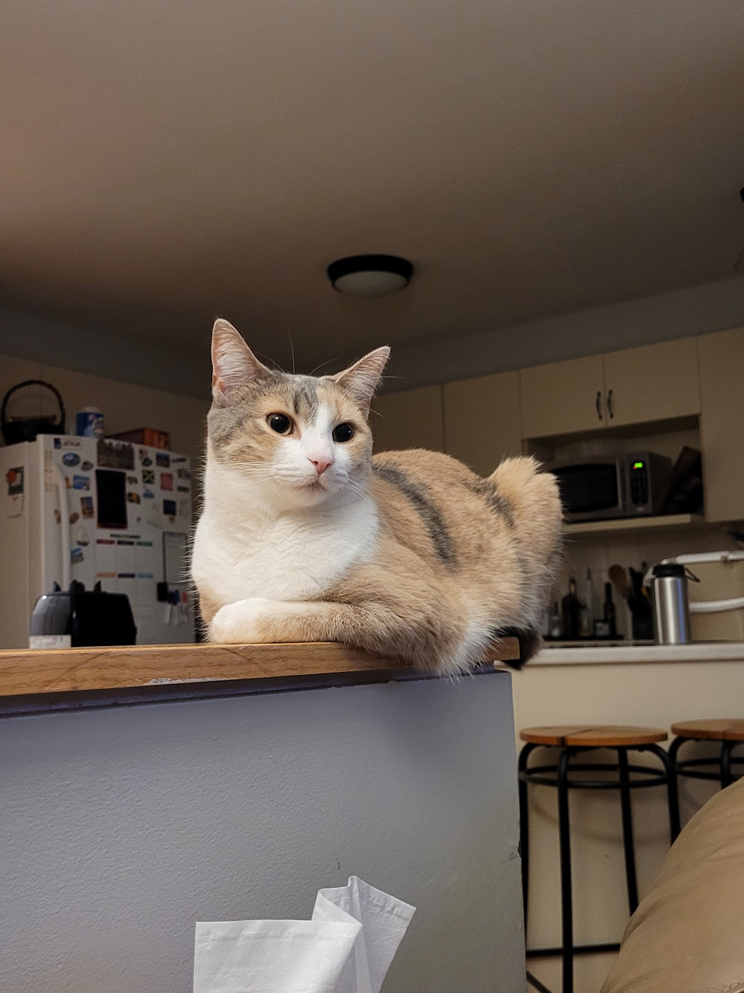 Bytown Cat Hospital Ottawa