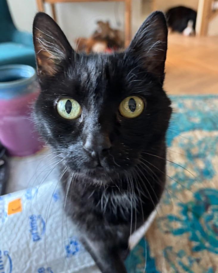 Bytown Cat Hospital Ottawa