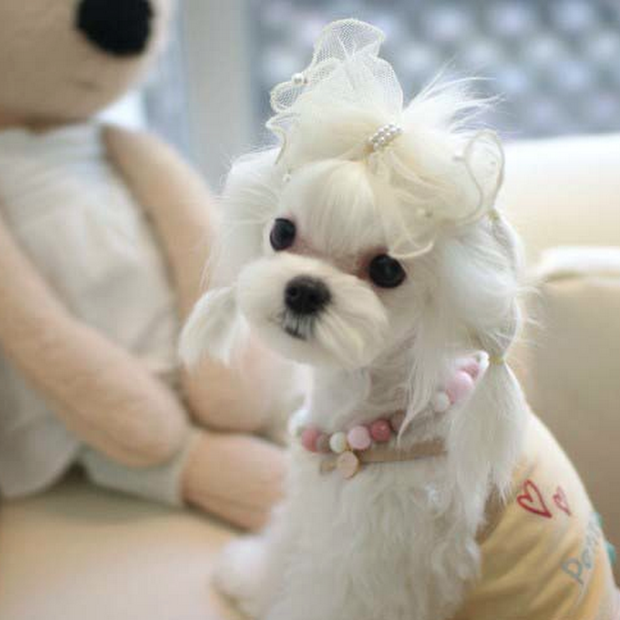 Cuddly Cuts Grooming Ottawa