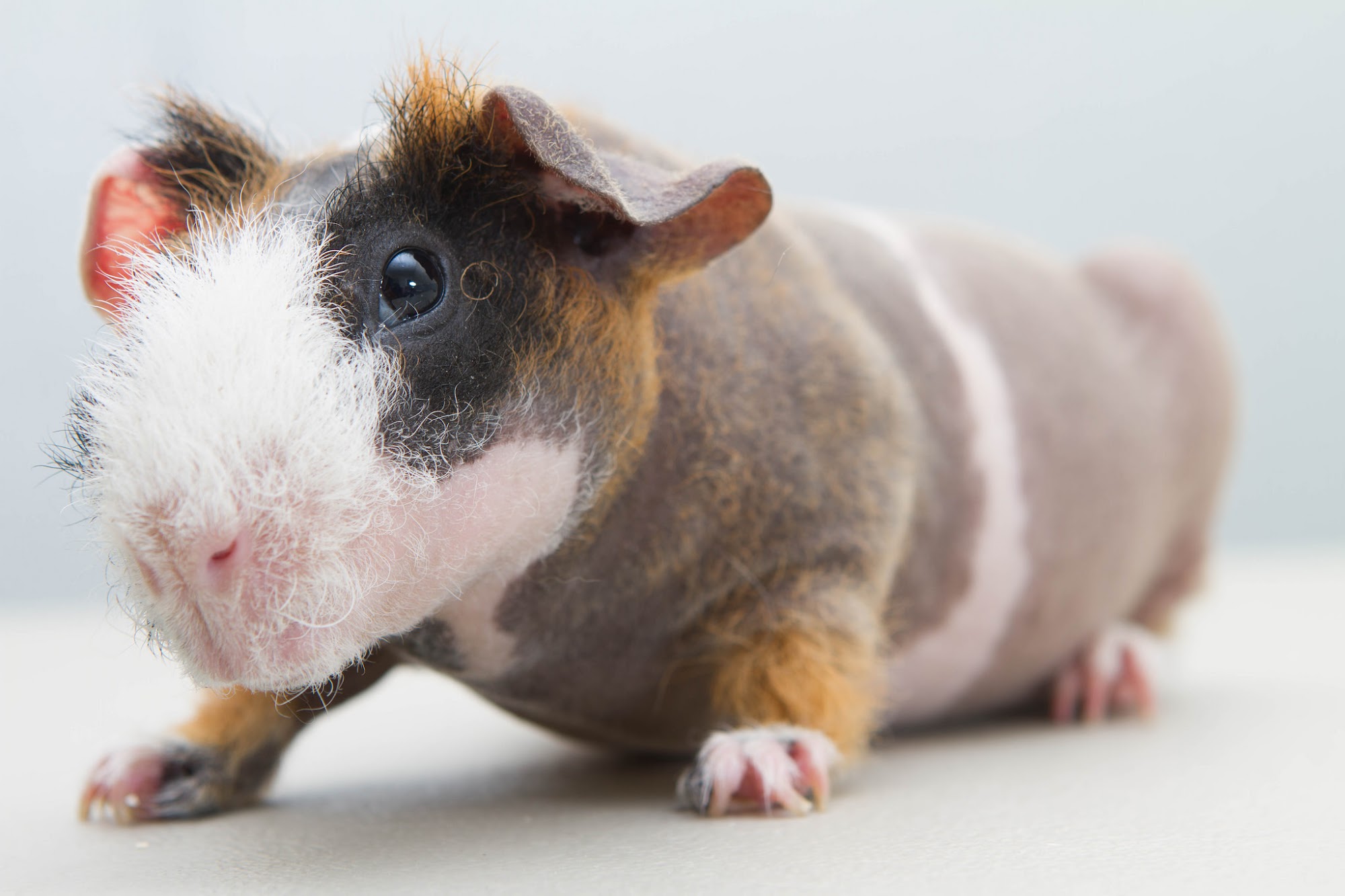 Ottawa Humane Society Ottawa