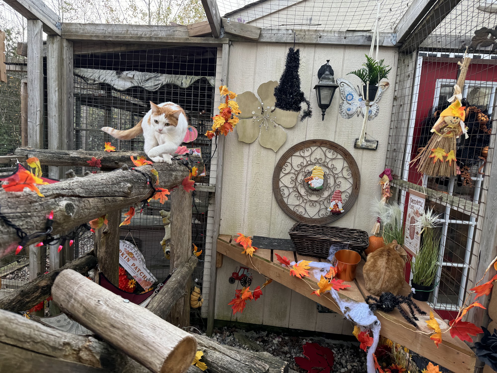 Cat's Paradise Spa Ottawa