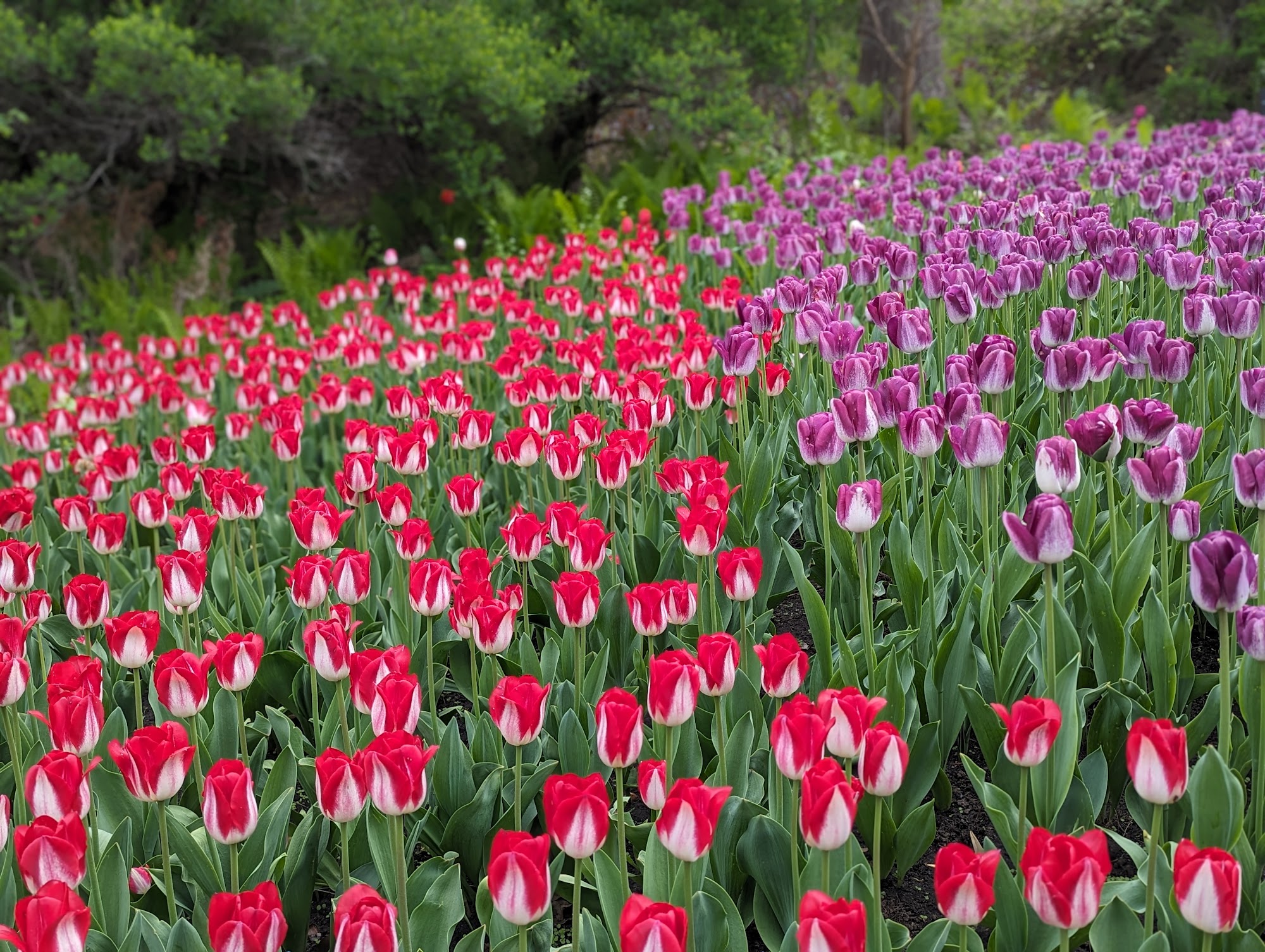 Canadian Tulip Festival Ottawa