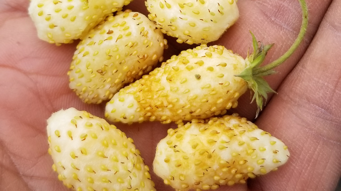 Gaia Organic Seeds Ottawa