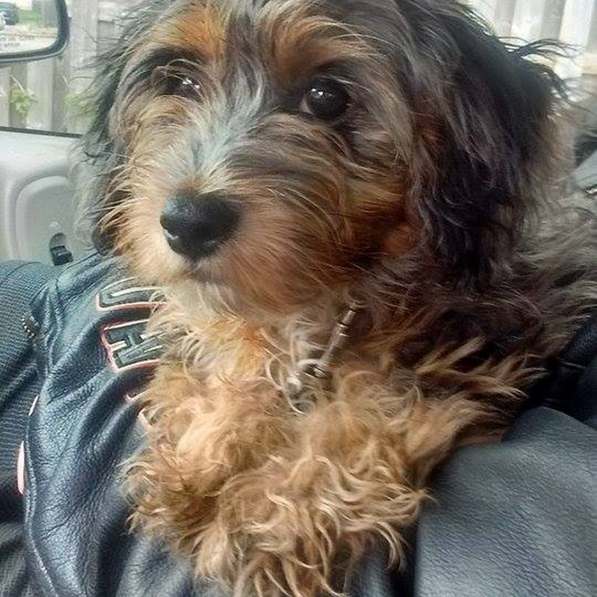 Grey Bruce Dog Care Owen Sound