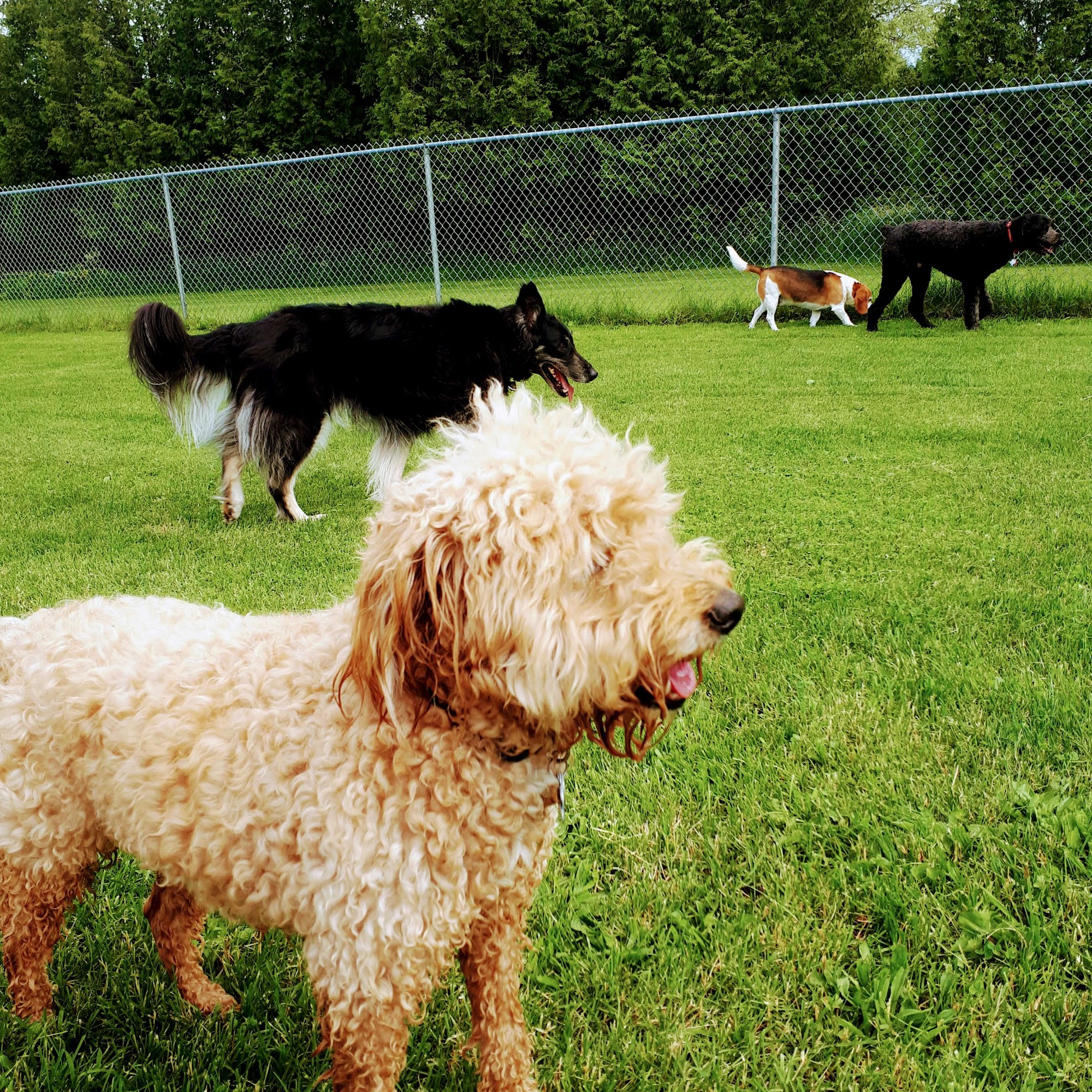 Springwater Pet Resort Owen Sound